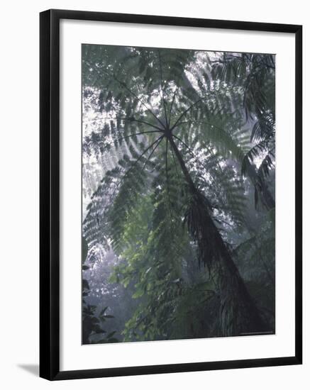 Monteverde Cloud Forest, Costa Rica-Michele Westmorland-Framed Photographic Print