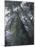 Monteverde Cloud Forest, Costa Rica-Michele Westmorland-Mounted Photographic Print
