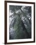 Monteverde Cloud Forest, Costa Rica-Michele Westmorland-Framed Photographic Print