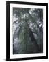 Monteverde Cloud Forest, Costa Rica-Michele Westmorland-Framed Photographic Print