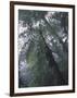Monteverde Cloud Forest, Costa Rica-Michele Westmorland-Framed Photographic Print