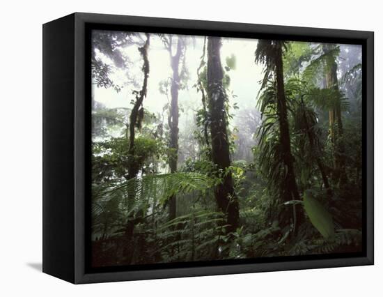 Monteverde Cloud Forest, Costa Rica-Stuart Westmoreland-Framed Stretched Canvas