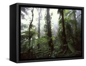 Monteverde Cloud Forest, Costa Rica-Stuart Westmoreland-Framed Stretched Canvas