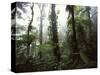Monteverde Cloud Forest, Costa Rica-Stuart Westmoreland-Stretched Canvas