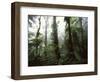 Monteverde Cloud Forest, Costa Rica-Stuart Westmoreland-Framed Photographic Print