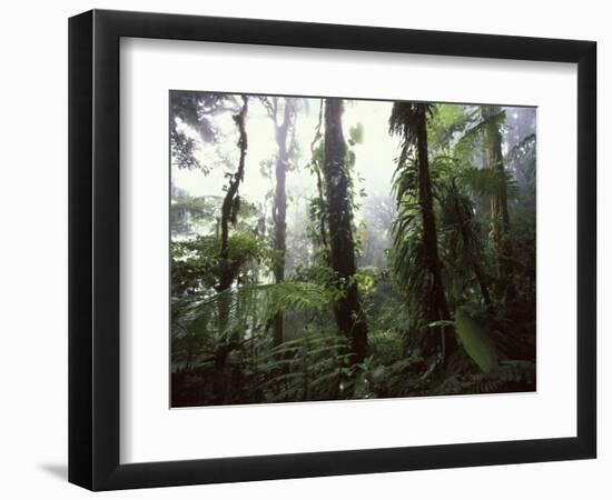 Monteverde Cloud Forest, Costa Rica-Stuart Westmoreland-Framed Photographic Print