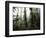 Monteverde Cloud Forest, Costa Rica-Stuart Westmoreland-Framed Photographic Print