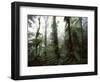 Monteverde Cloud Forest, Costa Rica-Stuart Westmoreland-Framed Photographic Print