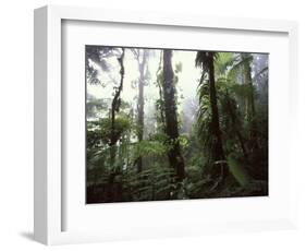 Monteverde Cloud Forest, Costa Rica-Stuart Westmoreland-Framed Photographic Print