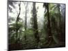 Monteverde Cloud Forest, Costa Rica-Stuart Westmoreland-Mounted Photographic Print
