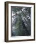 Monteverde Cloud Forest, Costa Rica-Michele Westmorland-Framed Premium Photographic Print