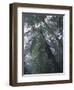 Monteverde Cloud Forest, Costa Rica-Michele Westmorland-Framed Photographic Print