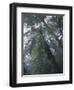 Monteverde Cloud Forest, Costa Rica-Michele Westmorland-Framed Photographic Print