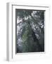 Monteverde Cloud Forest, Costa Rica-Michele Westmorland-Framed Photographic Print