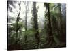 Monteverde Cloud Forest, Costa Rica-Stuart Westmoreland-Stretched Canvas