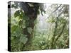 Monteverde Cloud Forest Reserve, Selvatura Adventure Park, Costa Rica-Jim Goldstein-Stretched Canvas