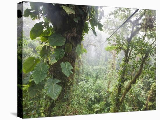 Monteverde Cloud Forest Reserve, Selvatura Adventure Park, Costa Rica-Jim Goldstein-Stretched Canvas