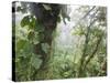 Monteverde Cloud Forest Reserve, Selvatura Adventure Park, Costa Rica-Jim Goldstein-Stretched Canvas