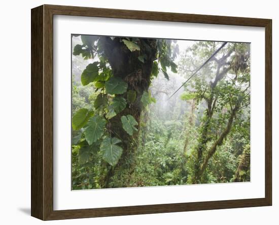 Monteverde Cloud Forest Reserve, Selvatura Adventure Park, Costa Rica-Jim Goldstein-Framed Photographic Print