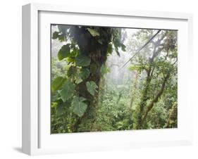Monteverde Cloud Forest Reserve, Selvatura Adventure Park, Costa Rica-Jim Goldstein-Framed Photographic Print