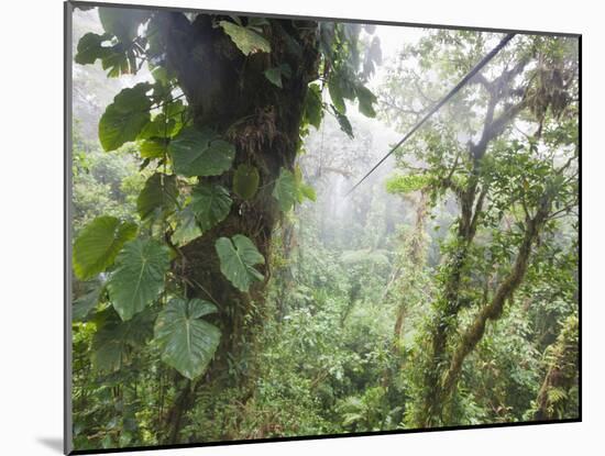 Monteverde Cloud Forest Reserve, Selvatura Adventure Park, Costa Rica-Jim Goldstein-Mounted Photographic Print