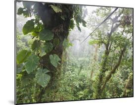 Monteverde Cloud Forest Reserve, Selvatura Adventure Park, Costa Rica-Jim Goldstein-Mounted Photographic Print