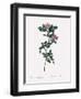 Montezuma Rose-Pierre Joseph Redoute-Framed Giclee Print