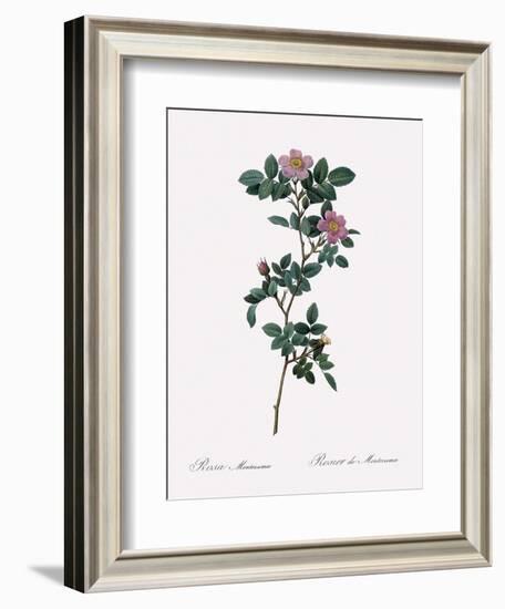 Montezuma Rose-Pierre Joseph Redoute-Framed Giclee Print