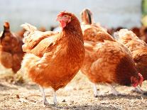 Traditional Free Range Poultry Farming-monticello-Photographic Print