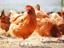 Rooster on Traditional Free Range Poultry Farm-monticello-Photographic Print