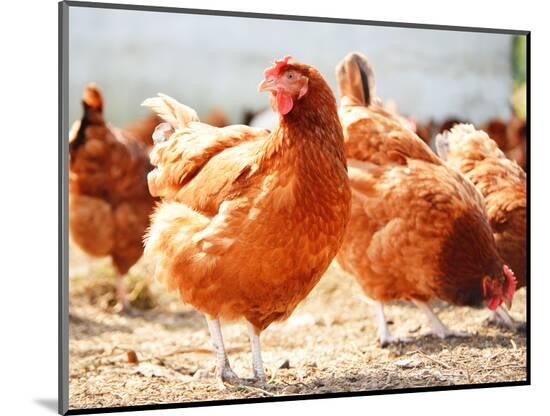 Photographic Print, , large