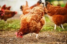 Rooster on Traditional Free Range Poultry Farm-monticello-Photographic Print