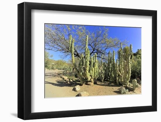 Montrose Totem Pole-EuToch-Framed Photographic Print