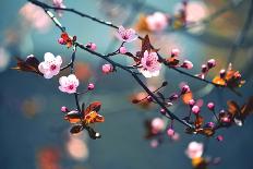 Beautiful Flowering Japanese Cherry - Sakura. Background with Flowers on a Spring Day.-Montypeter-Mounted Photographic Print