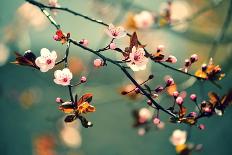 Beautiful Flowering Japanese Cherry - Sakura. Background with Flowers on a Spring Day.-Montypeter-Photographic Print