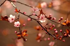 Beautiful Flowering Japanese Cherry - Sakura. Background with Flowers on a Spring Day.-Montypeter-Photographic Print