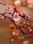 Beautiful Flowering Japanese Cherry - Sakura. Background with Flowers on a Spring Day.-Montypeter-Mounted Photographic Print