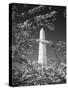 Monument with Cherry Blossom in Foreground, Washington DC, USA-Scott T. Smith-Stretched Canvas