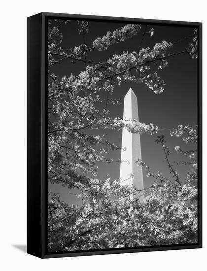 Monument with Cherry Blossom in Foreground, Washington DC, USA-Scott T. Smith-Framed Stretched Canvas