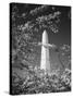 Monument with Cherry Blossom in Foreground, Washington DC, USA-Scott T. Smith-Stretched Canvas