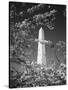 Monument with Cherry Blossom in Foreground, Washington DC, USA-Scott T. Smith-Stretched Canvas