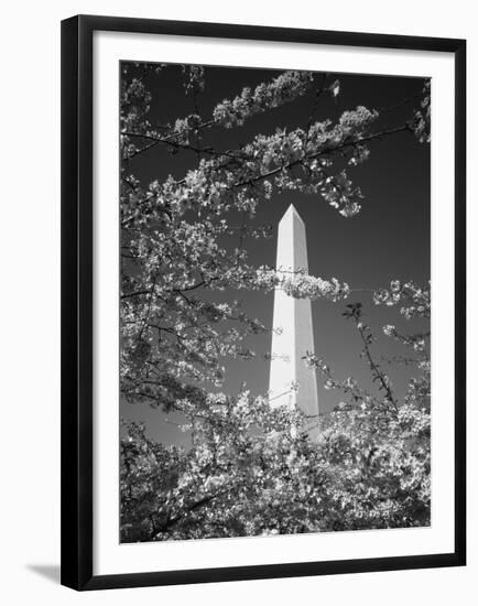 Monument with Cherry Blossom in Foreground, Washington DC, USA-Scott T. Smith-Framed Premium Photographic Print