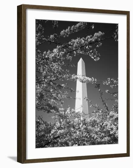 Monument with Cherry Blossom in Foreground, Washington DC, USA-Scott T. Smith-Framed Premium Photographic Print