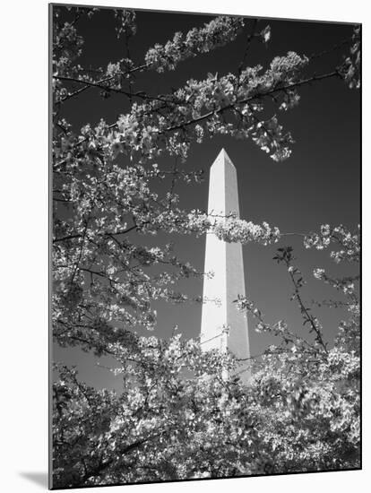 Monument with Cherry Blossom in Foreground, Washington DC, USA-Scott T. Smith-Mounted Premium Photographic Print