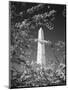 Monument with Cherry Blossom in Foreground, Washington DC, USA-Scott T. Smith-Mounted Photographic Print