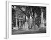 Monuments and Trees in Greenwood Cemetery-Alfred Eisenstaedt-Framed Photographic Print