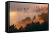 Mood and Fog Mount Tamalpais, Marin County, San Francisco-Vincent James-Framed Stretched Canvas