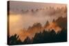 Mood and Fog Mount Tamalpais, Marin County, San Francisco-Vincent James-Stretched Canvas