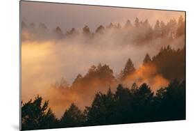 Mood and Fog Mount Tamalpais, Marin County, San Francisco-Vincent James-Mounted Photographic Print