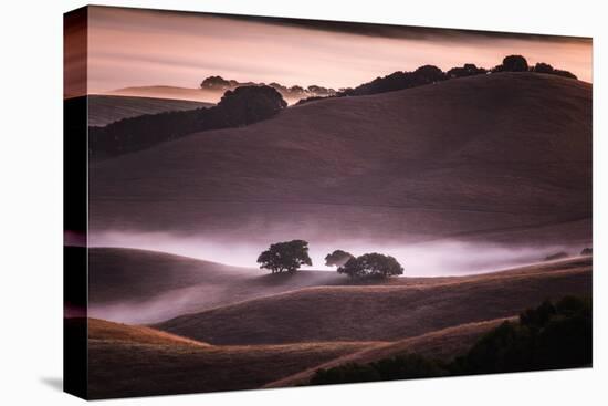 Mood and Mist and Morning Light, Petaluma Sonoma California-Vincent James-Stretched Canvas